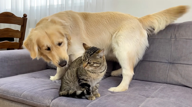 猫に興味津々の犬