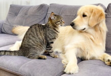 猫と友達になりたい犬