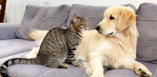 猫と友達になりたい犬