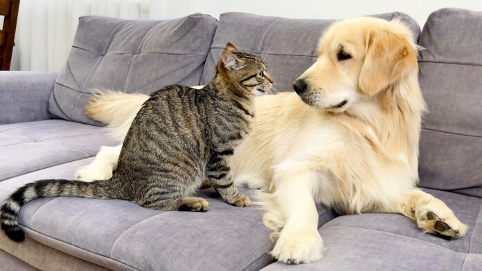 猫と友達になりたい犬