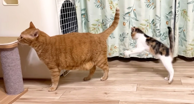 先住猫と遊ぶ子猫