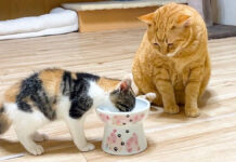 先住猫のご飯を奪う子猫