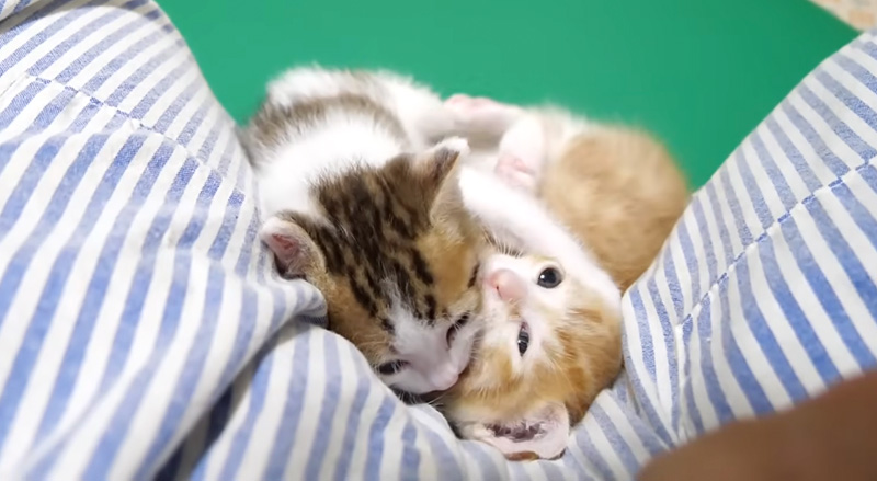 弟にムギュッとされる子猫