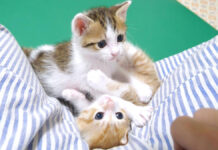 弟にムギュッとされる子猫