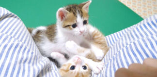 弟にムギュッとされる子猫