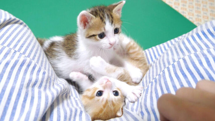 弟にムギュッとされる子猫