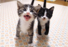 パパに抗議する子猫達