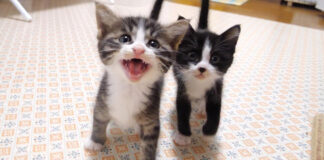 パパに抗議する子猫達