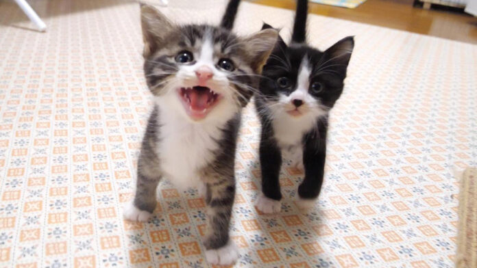 パパに抗議する子猫達