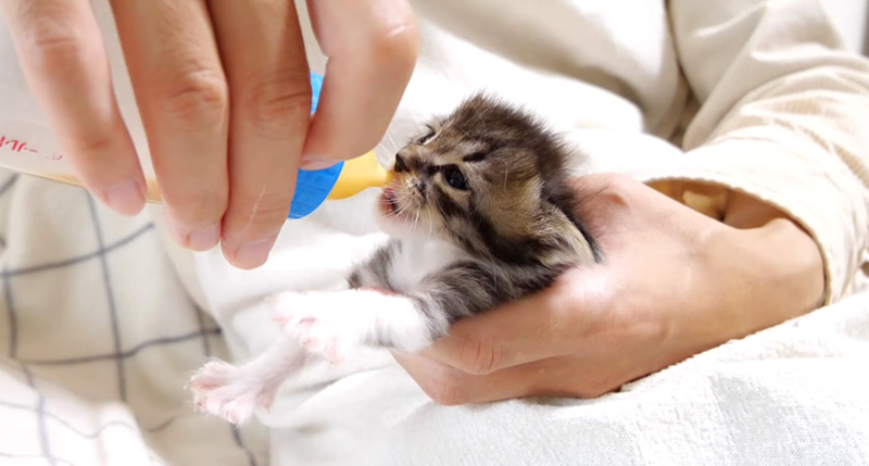 ミルクを飲む子猫