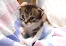 ポケットに入る子猫