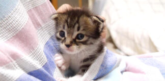 ポケットに入る子猫