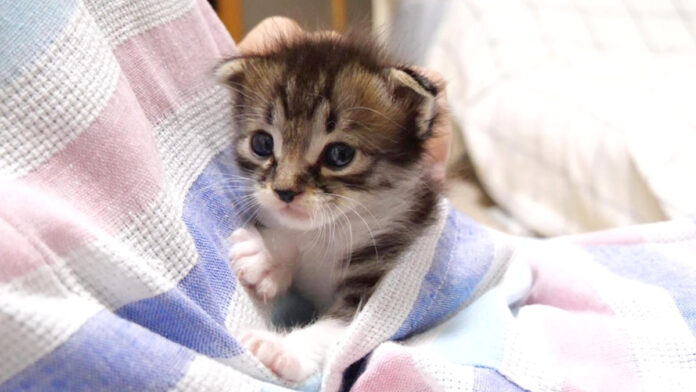 ポケットに入る子猫