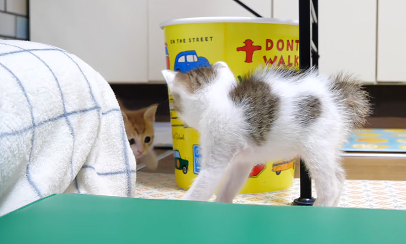 やjんのかステップを繰り出す子猫