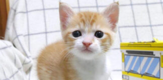 無邪気に遊ぶ子猫