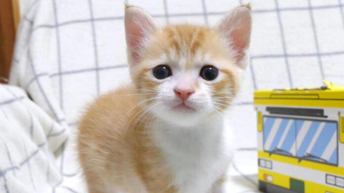 無邪気に遊ぶ子猫