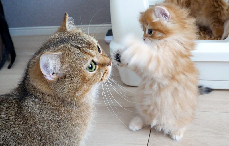 ママ猫に連続猫パンチを繰り出す子猫