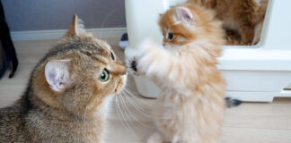 ママ猫に連続猫パンチを繰り出す子猫