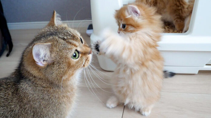 ママ猫に連続猫パンチを繰り出す子猫