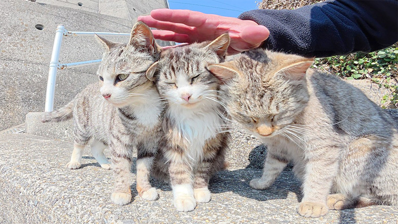 競うように撫でられにくる猫達