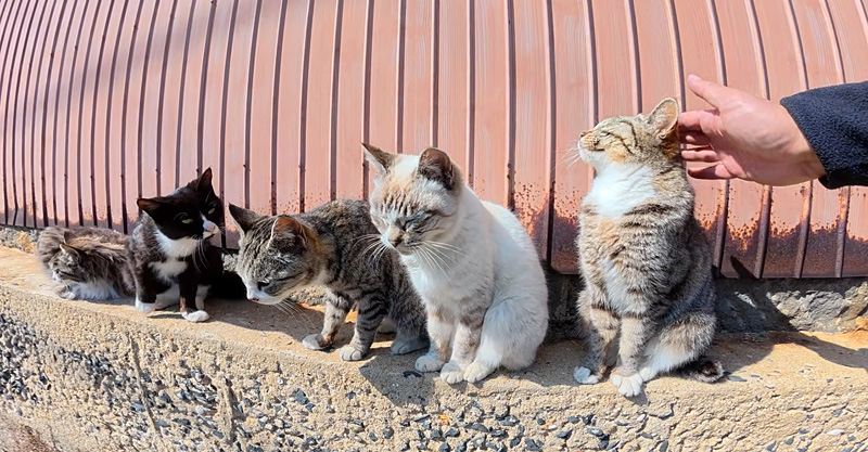 整列して撫でられる猫達