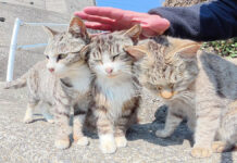 競うように撫でられにくる猫達