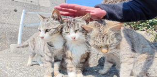 競うように撫でられにくる猫達