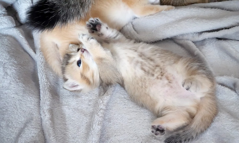 シッポが気になる子猫