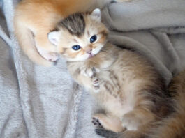 初対面なのに膝に乗って甘えてくる猫さん。甘え上手で撫でられ好きな姿