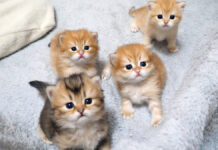 見つめてくる子猫達