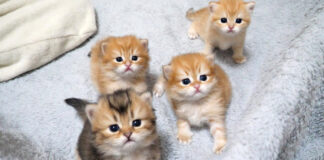 見つめてくる子猫達