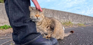 スリスリする猫