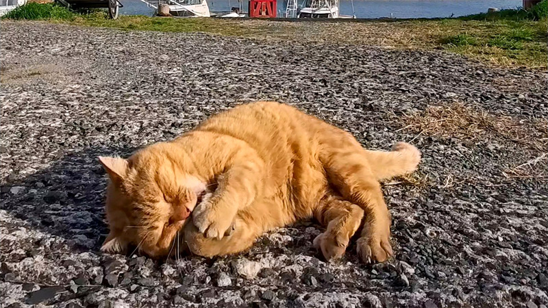 ひとりで遊ぶ猫