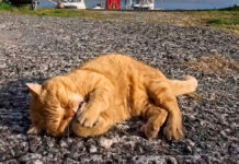 ひとりで遊ぶ猫