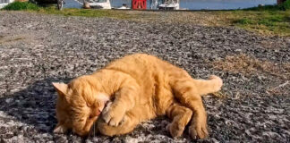 ひとりで遊ぶ猫