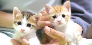 手の中で甘える子猫達