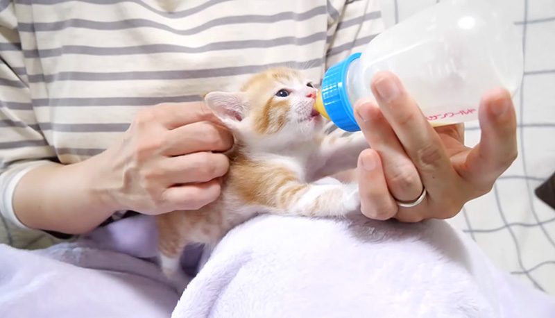 ミルクを飲む子猫