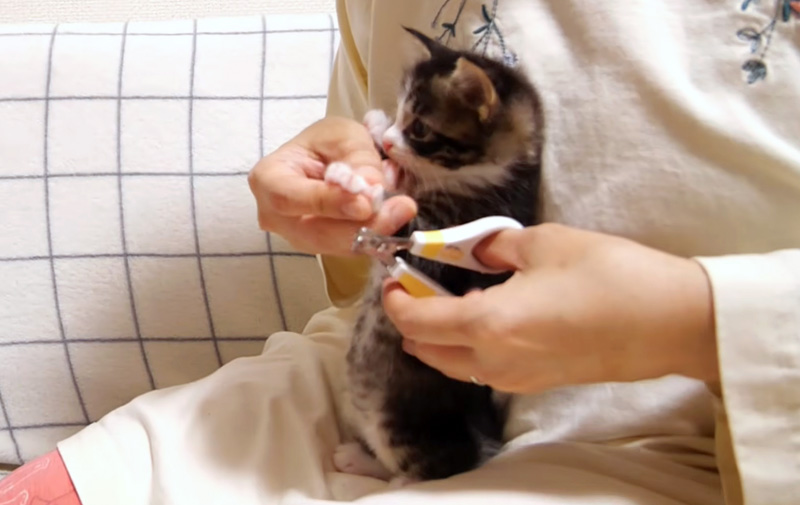 爪を切られる子猫