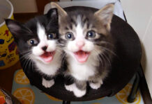 大きな声で鳴くニャーニャー隊