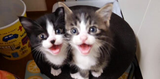 大きな声で鳴くニャーニャー隊