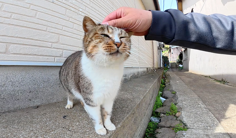撫でられる猫