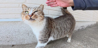 ワンワンと鳴く猫