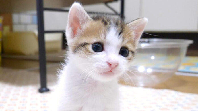 yannokaottori_neko_title おっとり子猫