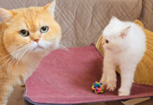 初対面した父猫と子猫