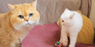 初対面した父猫と子猫