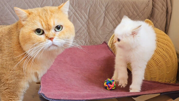 初対面した父猫と子猫