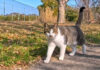 公園で出会った猫