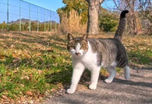 公園で出会った猫さん。こちらに気づくと撫でられに寄ってきてくれる様子が可愛い♡ 公園で出会った猫