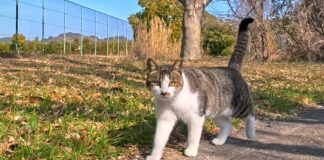 公園で出会った猫