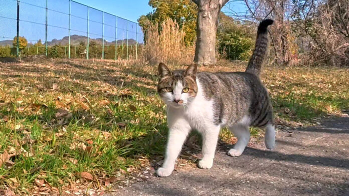 公園で出会った猫